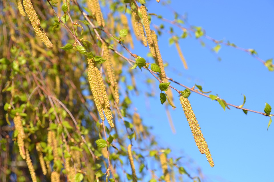 Why do pollen allergens?